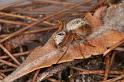 Oxyopes_variabilis_D7955_Z_90_North Stradbroke island_Australie